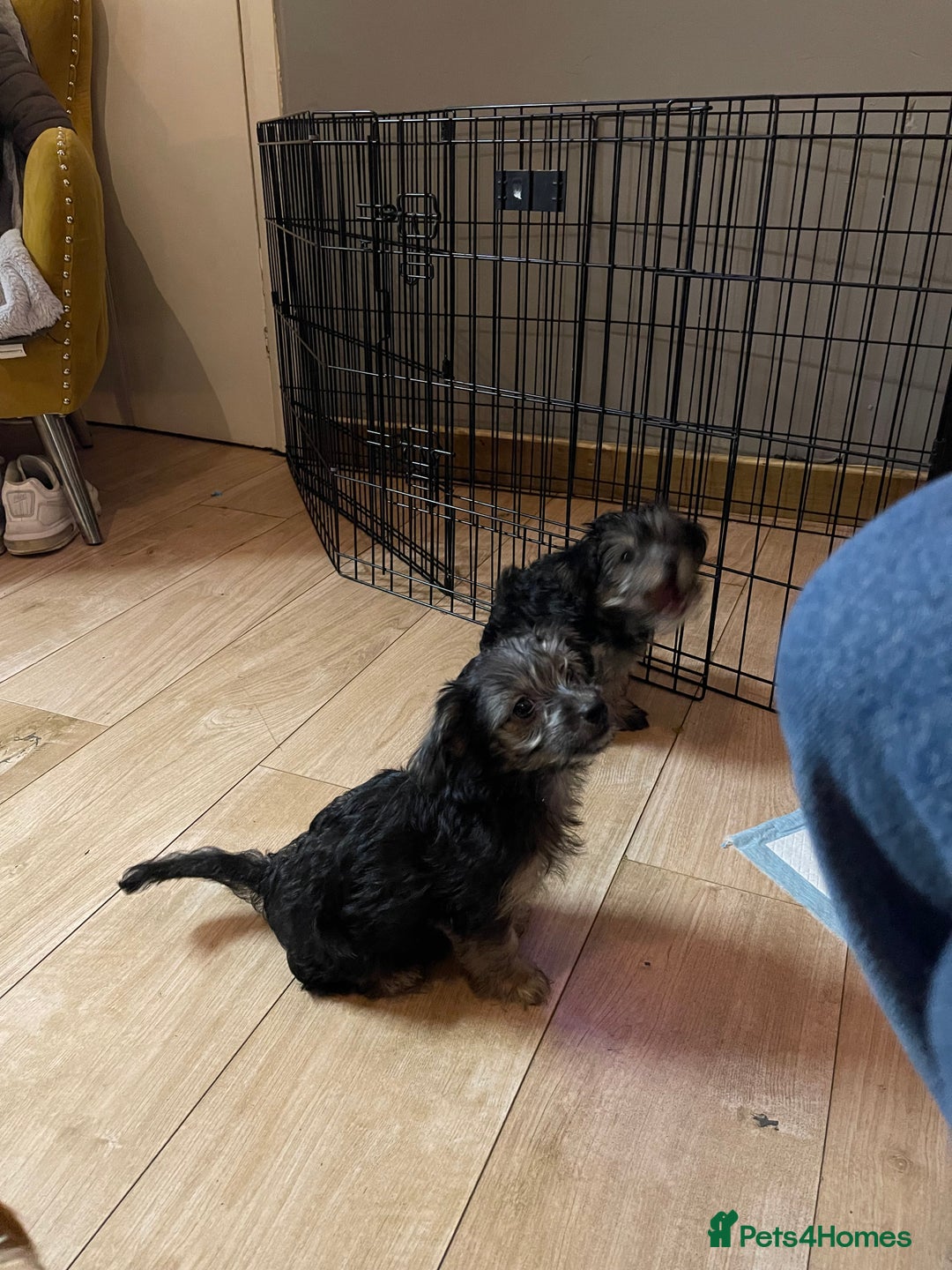 Mixed Breed dogs for sale: Adorable Morkie Poo puppies - Advert 29