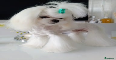 Maltese dogs - Advert 15