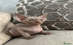 Devon Rex cats for sale: TICA Registered- Lilac Devon Rex Kittens - Image 19