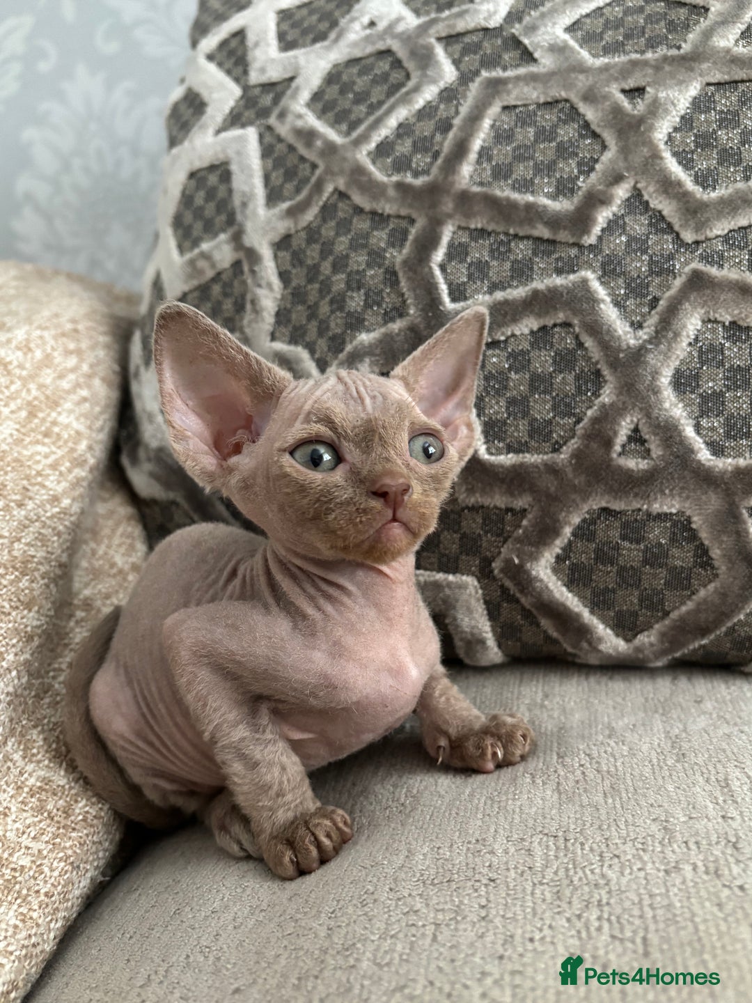 Devon Rex cats for sale: TICA Registered- Lilac Devon Rex Kittens - Image 19