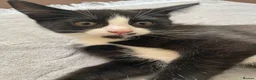 Mixed Breed cats for sale: Two beautiful black & white female kittens - Advert 5