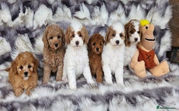 Cavapoo dogs for sale: Beautiful, mini Cavapoo Puppies - Image 1
