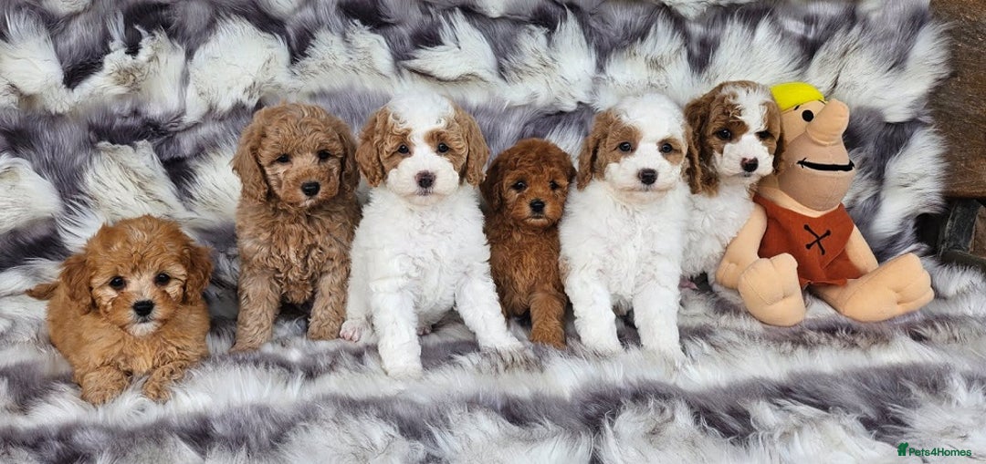 Cavapoo dogs for sale: Beautiful, mini Cavapoo Puppies - Image 1