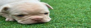 French Bulldog male 