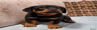 Rottweiler Puppy 6
