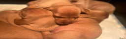 Hungarian Vizsla dogs for sale: Beautiful KC Red Hungarian Vizsla Puppies - Advert 3