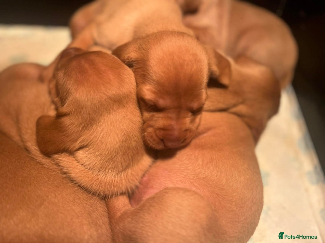 Hungarian Vizsla dogs for sale: Beautiful KC Red Hungarian Vizsla Puppies - Advert 3