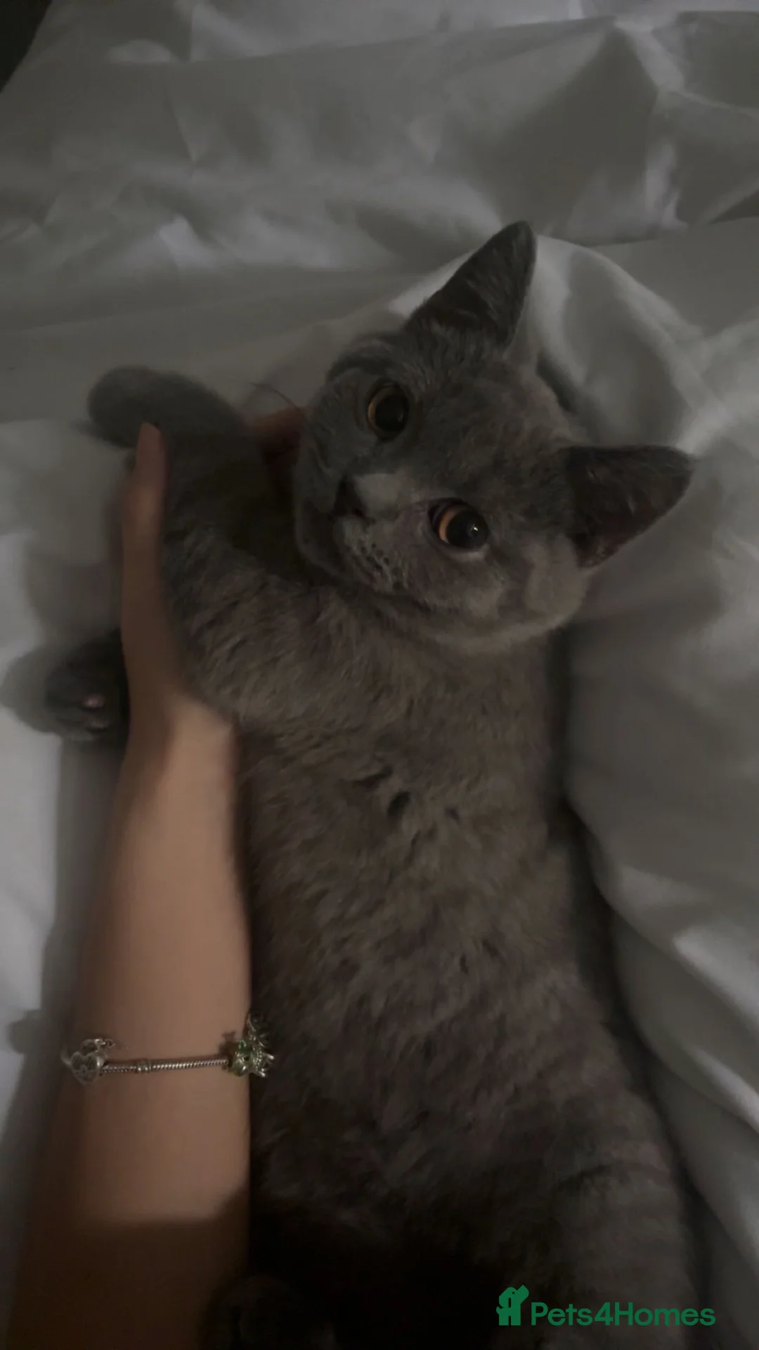 British Shorthair cats for sale: This is baby Ash  - Advert 2
