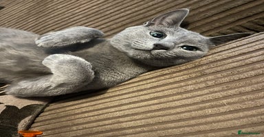 Russian Blue cats - Advert 13
