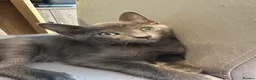 Mixed Breed cats for sale: Beautiful gray coat - Advert 3