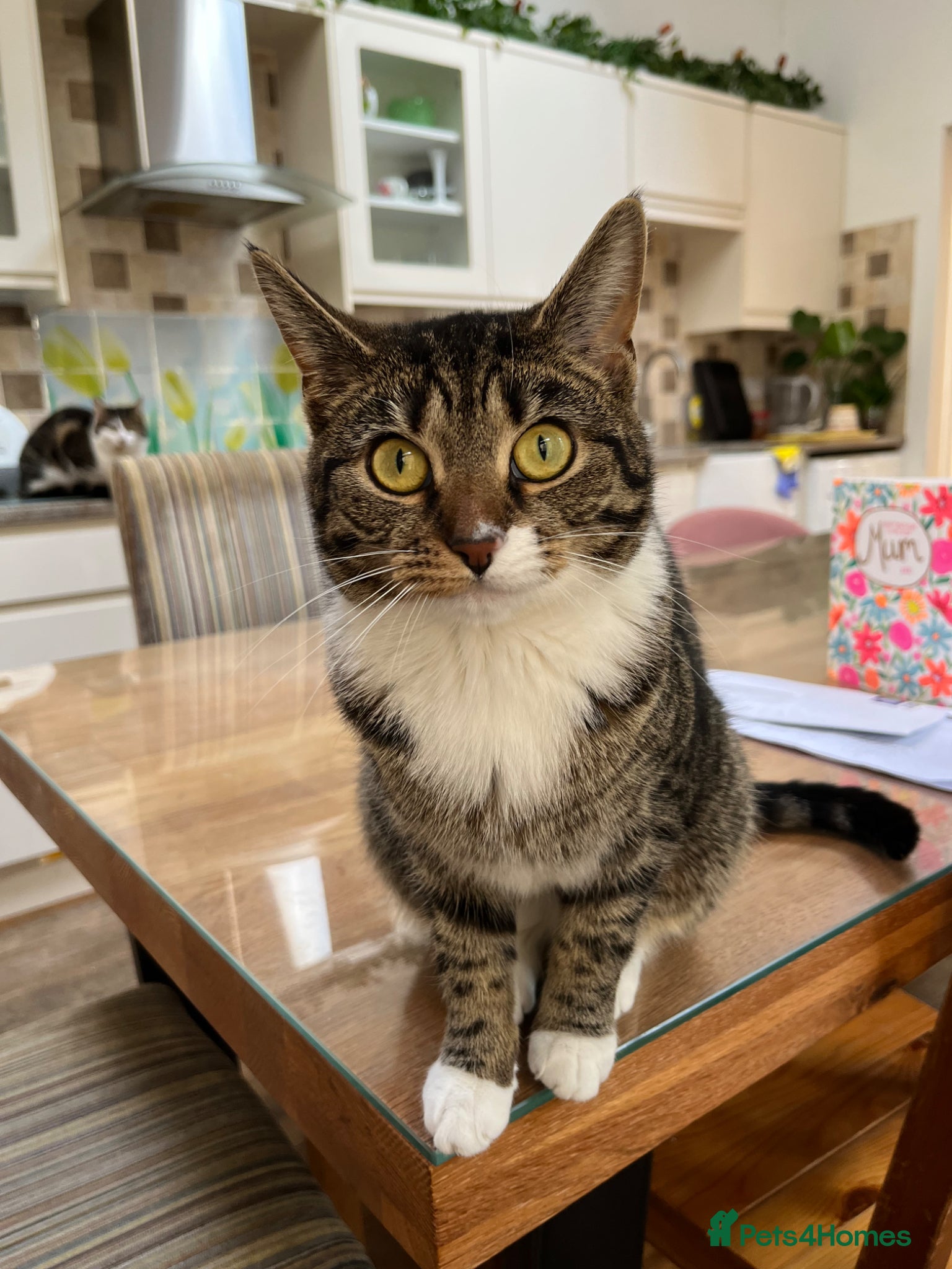 Mixed Breed cats 2 beautiful girls looking for a loving home - Advert 3