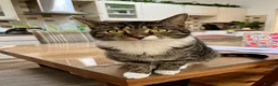 Mixed Breed cats for sale: 2 beautiful girls looking for a loving home - Advert 1