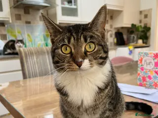 Mixed Breed cats 2 beautiful girls looking for a loving home (£0) - Advert 5
