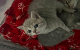 Scottish Fold cats for sale: Beautiful Scottish straight cross British shorts😍 - Image 25
