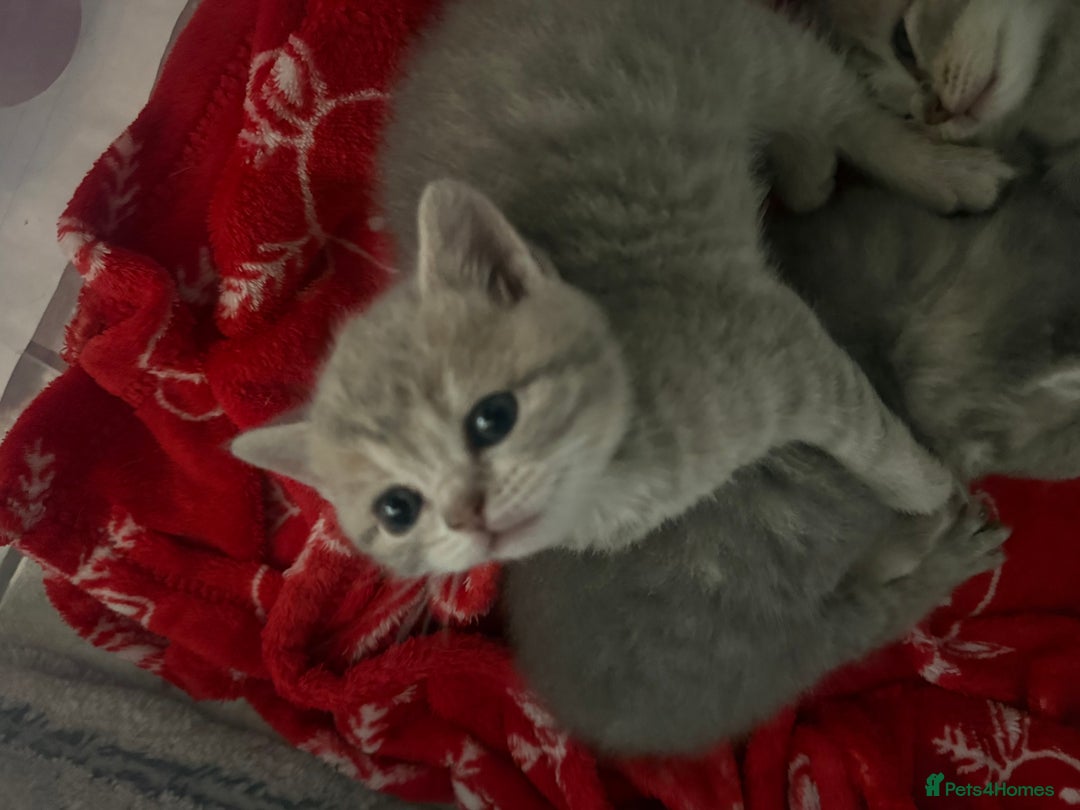 Scottish Fold cats for sale: Beautiful Scottish straight cross British shorts😍 - Image 25