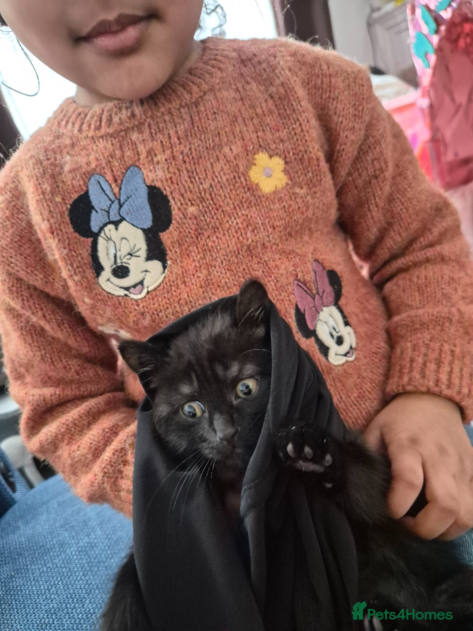 Mixed Breed cats Beautiful little boy - Advert 2