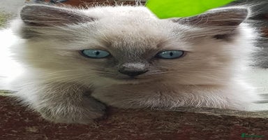 Burmese cats - Advert 12