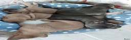 French Bulldog dogs for stud: French bulldog Stud  in Sheffield - Advert 15