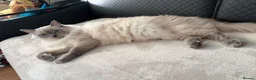 Ragdoll cats for sale: Beautiful Ragdoll type kittens HCM and PKD clear - Advert 15
