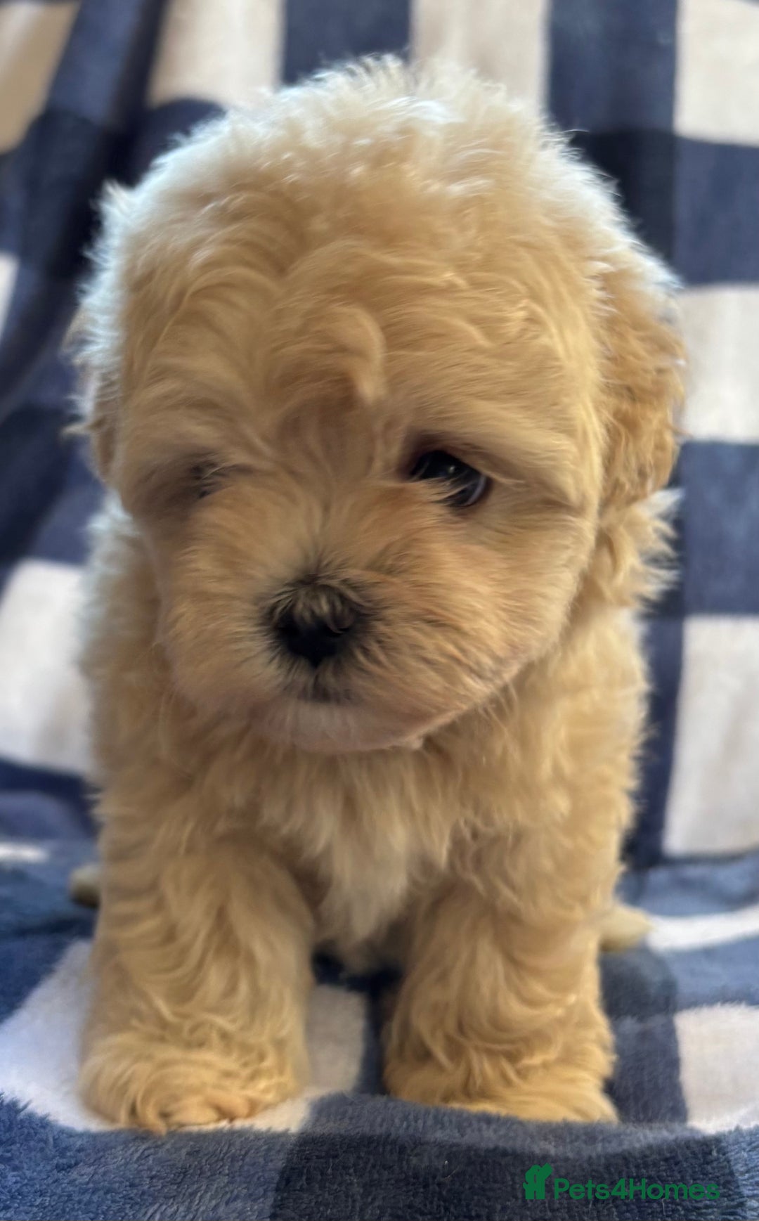 Maltipoo dogs for sale: Stunning Maltipoo Puppies ⭐️ DNA Tested ⭐️ - Image 27
