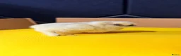 Chickens poultry for sale: Serama & Silkie Chicks  - Advert 2