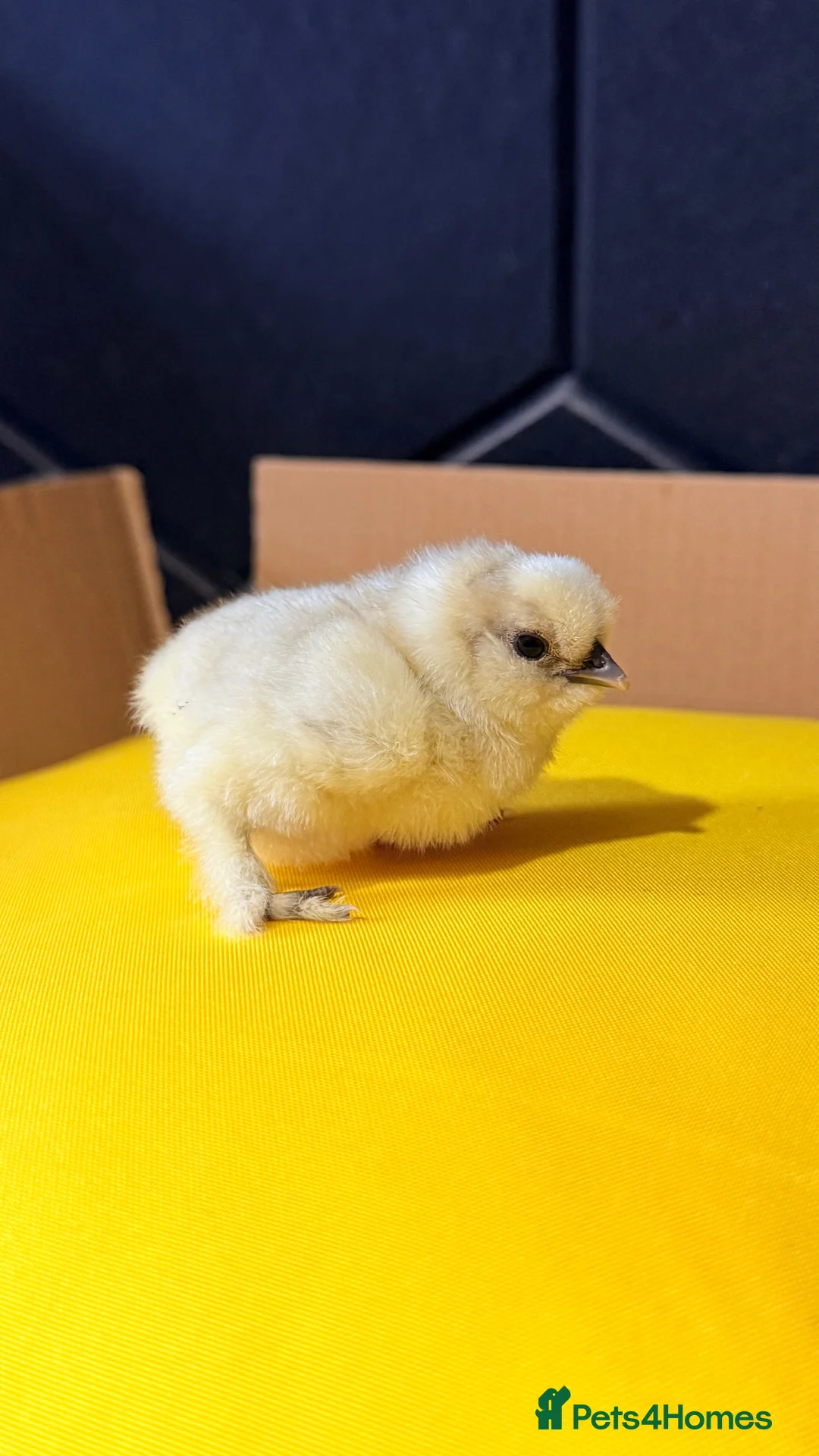 Chickens poultry for sale: Serama & Silkie Chicks  - Advert 2