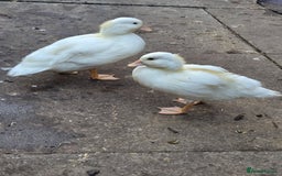 Ducks poultry for sale: Mini call Ducks  - Image 1