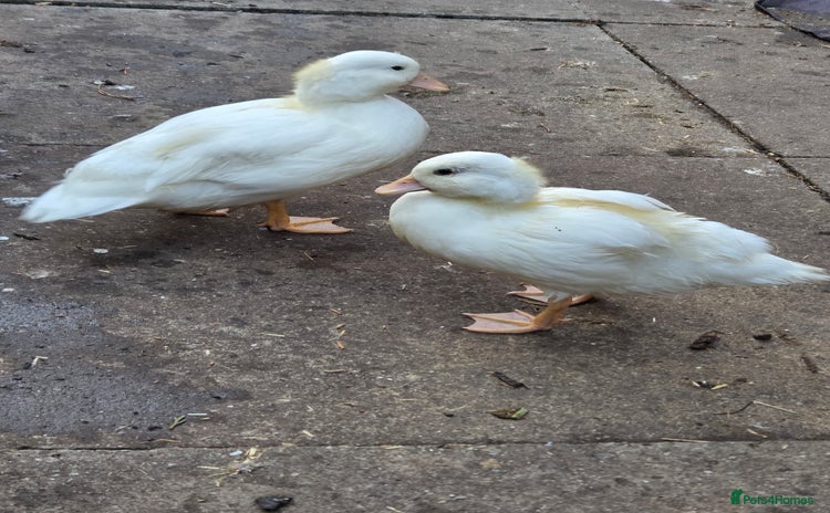 Ducks poultry - Advert 8