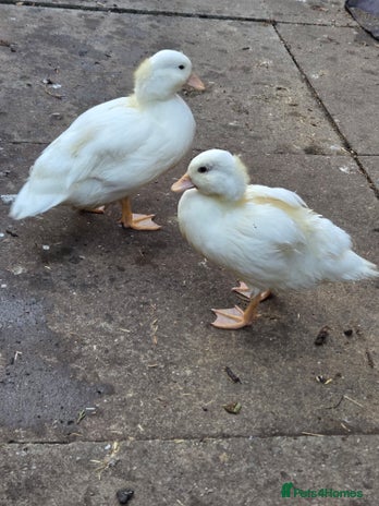 Ducks poultry - Advert 7