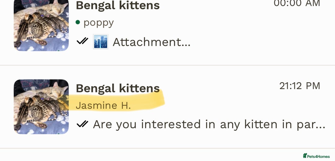 Bengal cats for sale: SCAMER DONT INTERACT  - Image 3