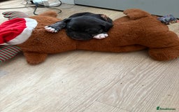 Staffordshire Bull Terrier dogs for sale: Last two males - Image 3