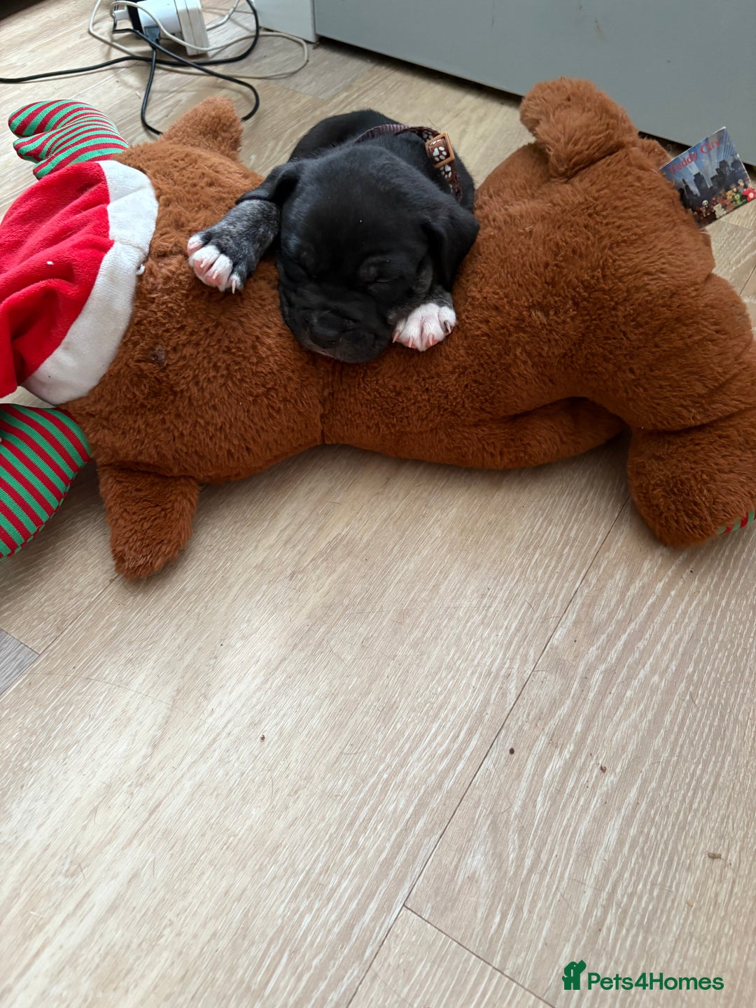 Staffordshire Bull Terrier dogs for sale: Last two males - Image 3