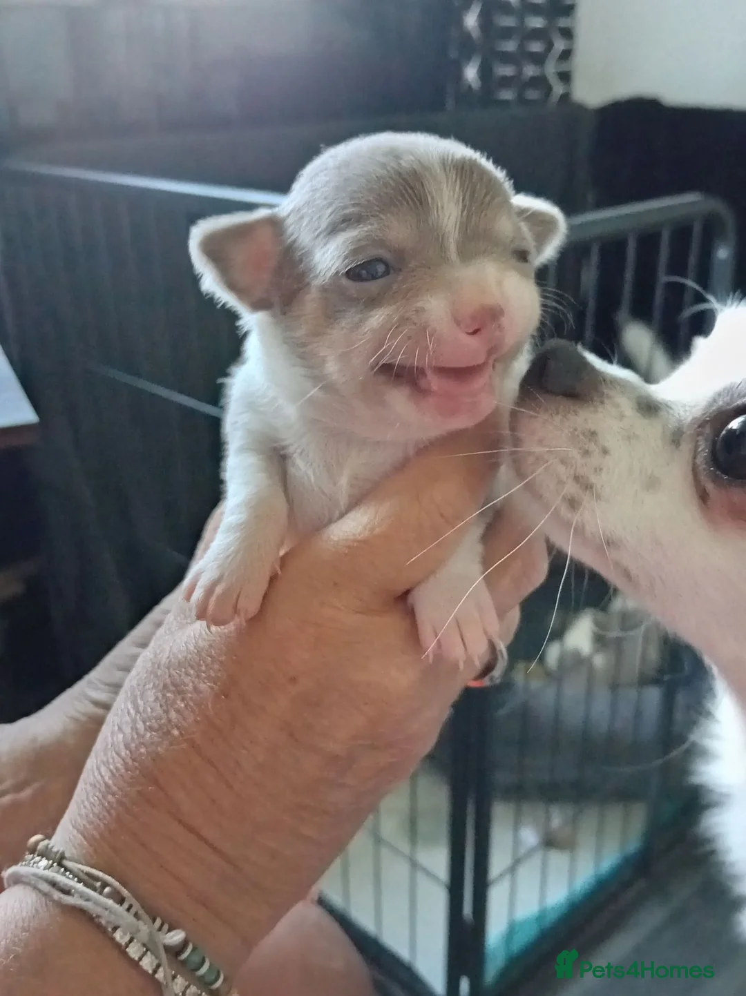 Chihuahua dogs for sale: Chihuahua puppies - Advert 1