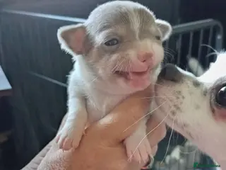 Chihuahua dogs Chihuahua puppies - Advert 14