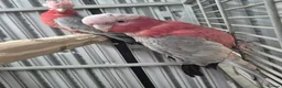 Cockatoo birds for sale: Pair of galahs - Advert 6