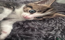 Mixed Breed cats for sale: Beautiful kittens  - Image 7