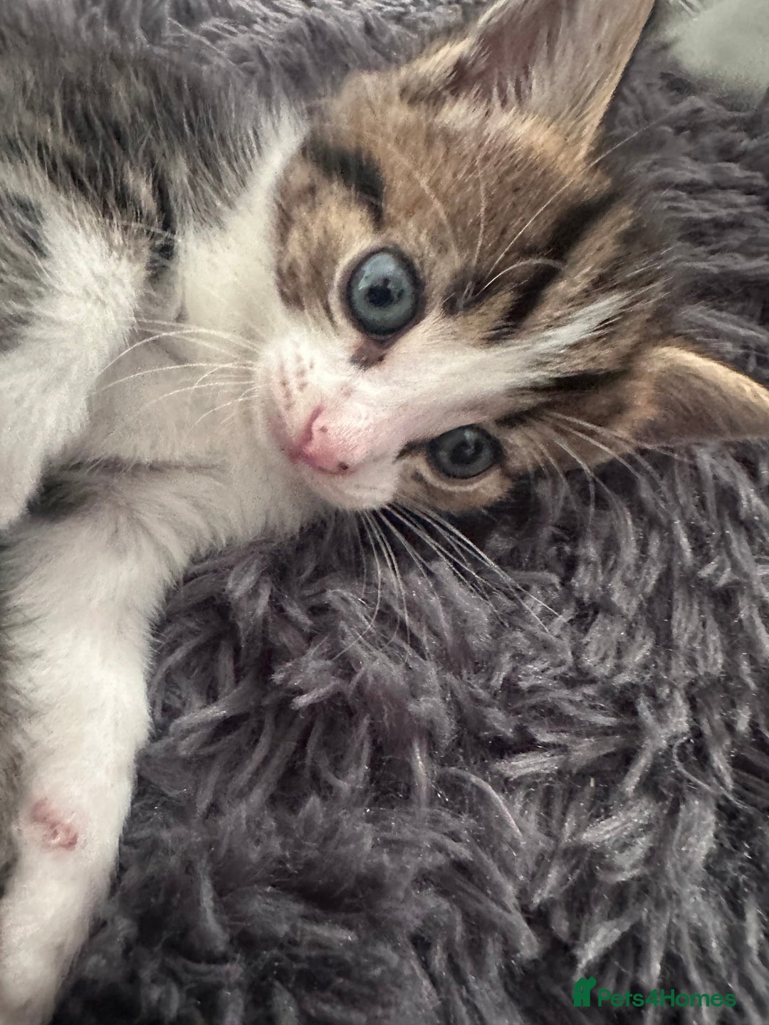Mixed Breed cats for sale: Beautiful kittens  - Image 7
