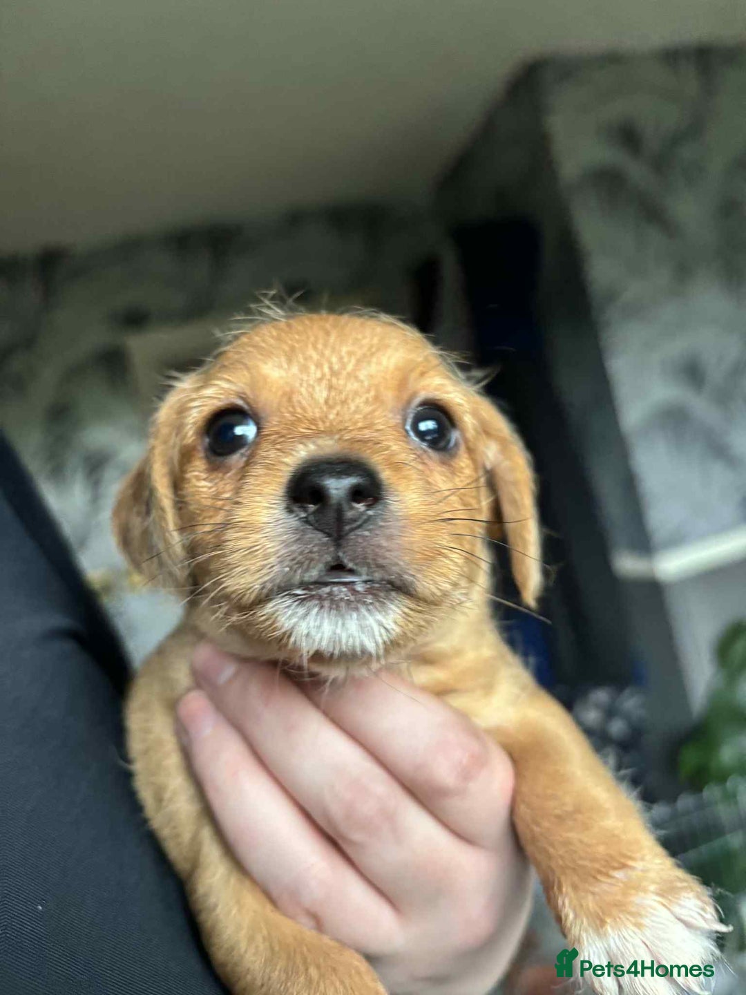 Mixed Breed dogs for sale: Jack russell cross  - Advert 1