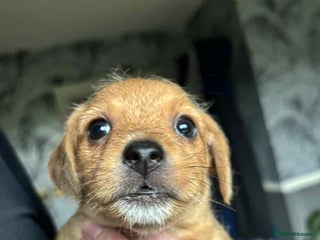 Mixed Breed dogs Jack russell cross - Advert 2