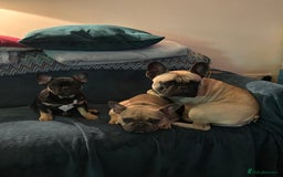 French Bulldog dogs for sale: 🐾 French Bulldog Puppies - Ready to go! 🐾 - Image 12