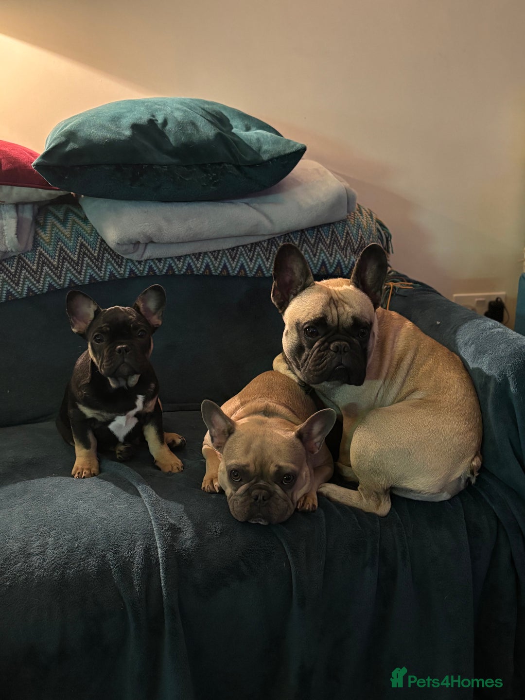 French Bulldog dogs for sale: 🐾 French Bulldog Puppies - Ready to go! 🐾 - Image 12