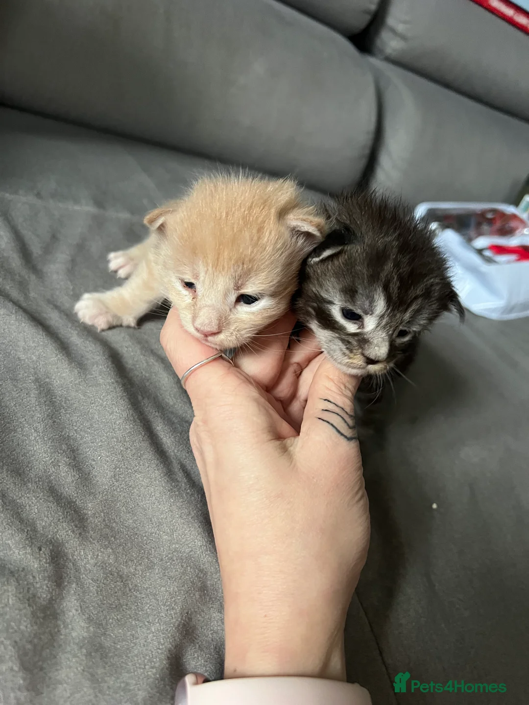 Maine Coon cats for sale: Register Maine Coon Kittens  - Advert 6