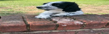 Sprocker 1