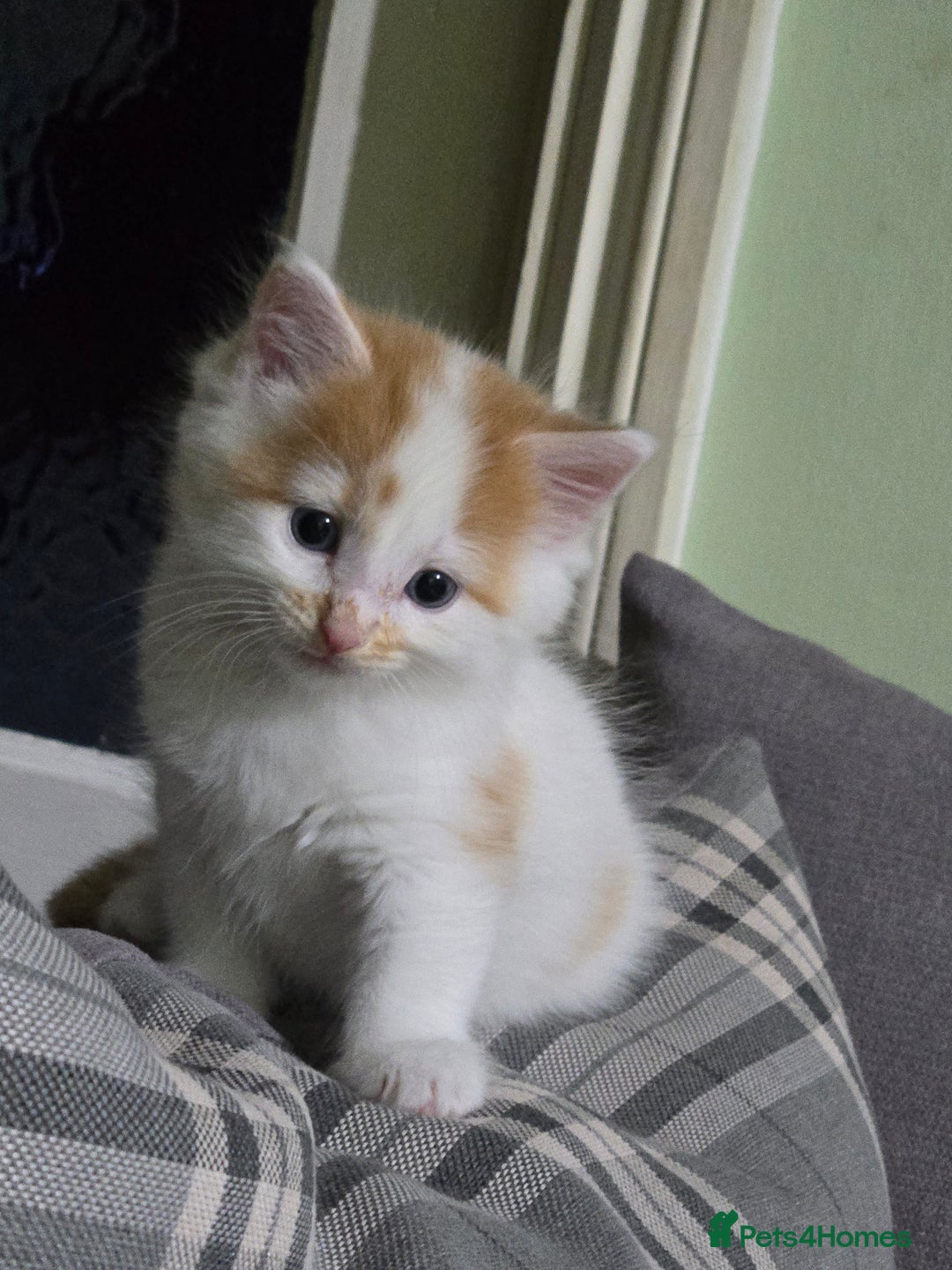 British Longhair cats for sale: 3 male kittens for sale  in Harrow - Image 14