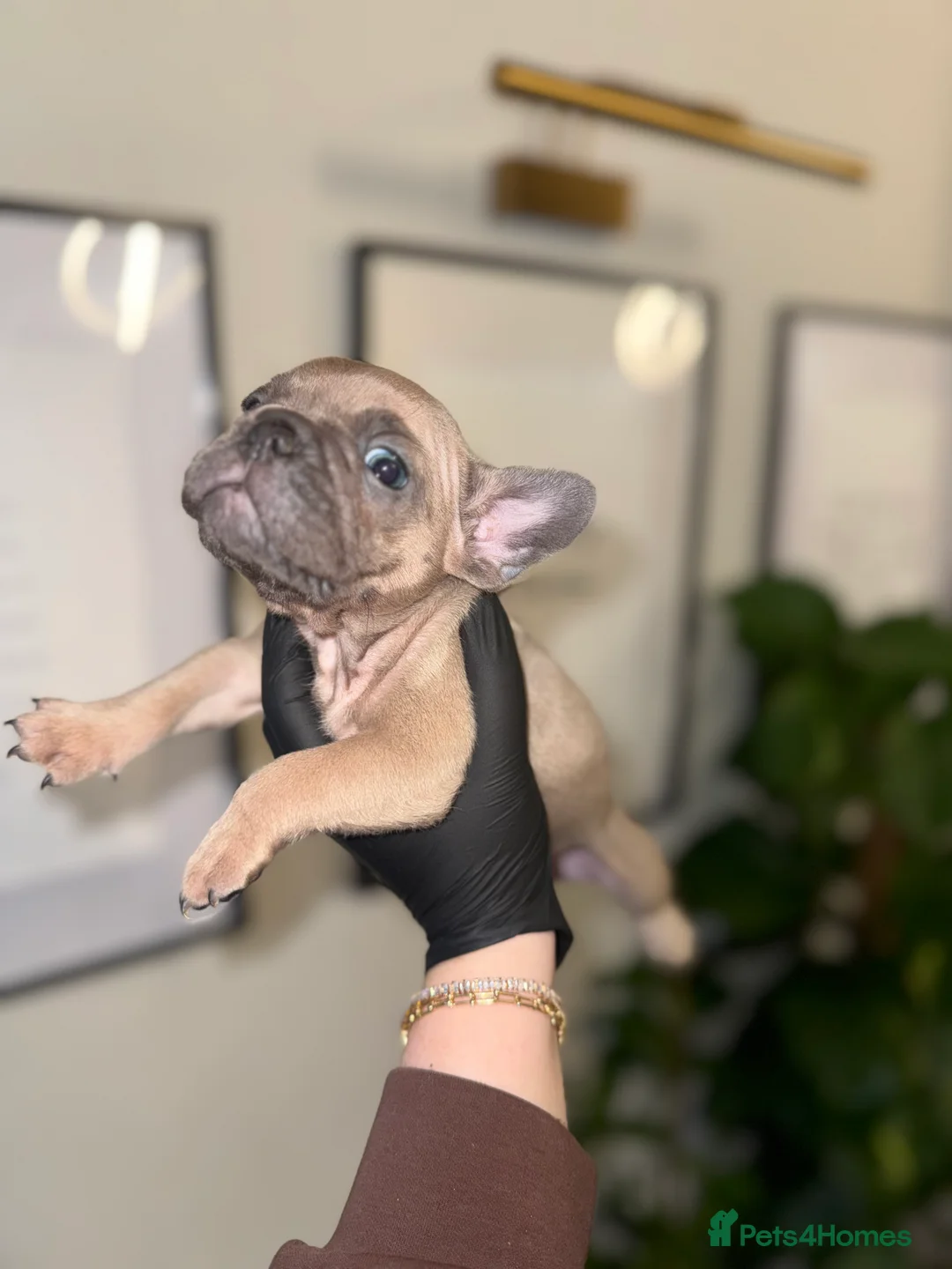 French Bulldog dogs for sale: French bulldogs  in Manchester - Advert 2