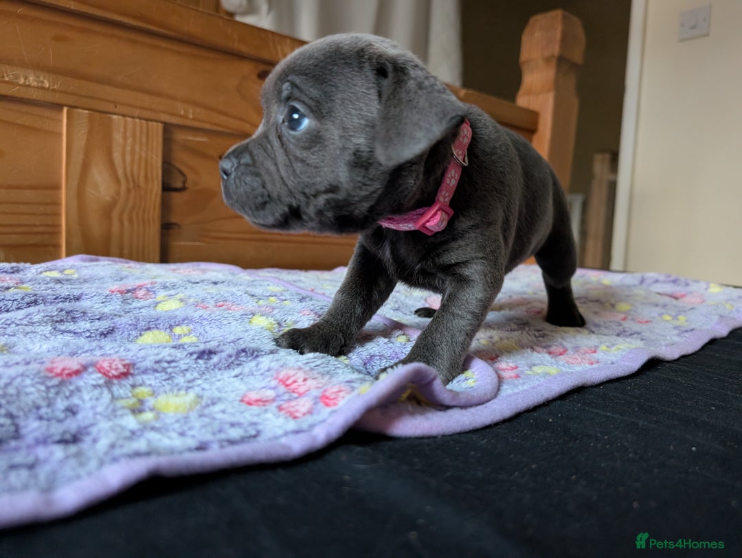 Staffordshire Bull Terrier dogs for sale: Beautiful Kennel registered blue staffie for sale  - Image 22