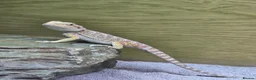Bearded Dragon reptiles for sale: Bearded dragon - Advert 2