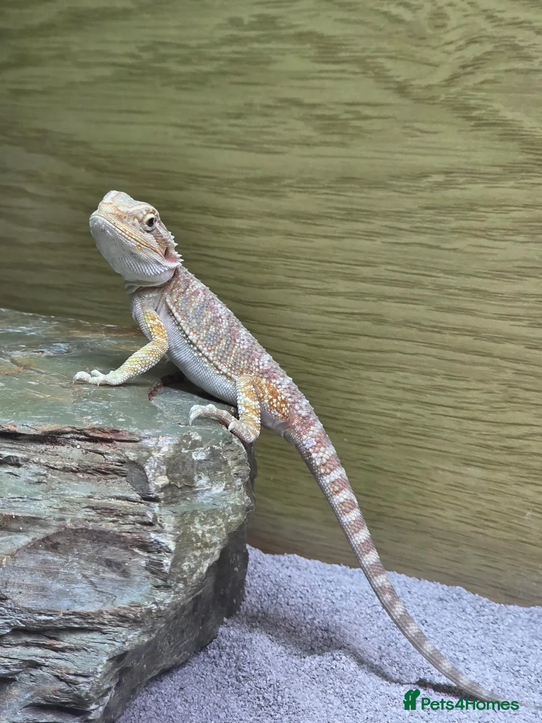 Bearded Dragon reptiles for sale: Bearded dragon - Advert 2