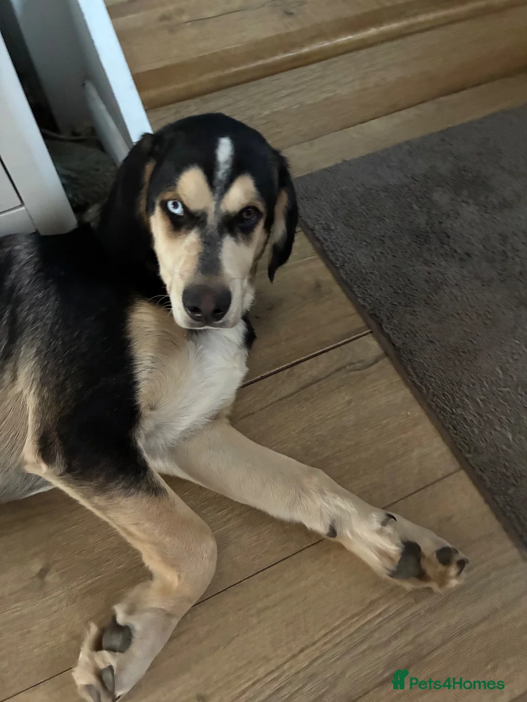 Mixed Breed dogs for sale: Gorgeous Max - Advert 1