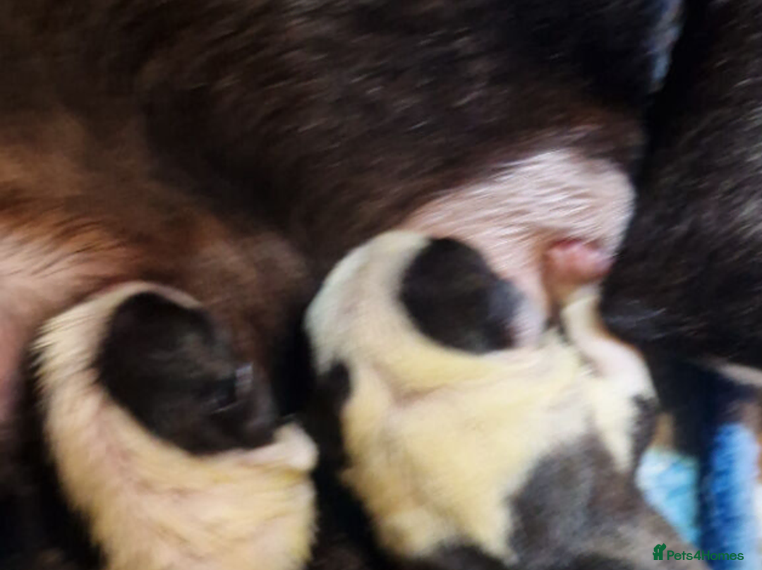 Boston Terrier dogs for sale: Boston Terrier puppy for sale.  - Advert 10